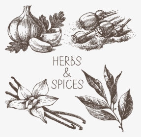 Transparent Spicy Clipart - Spices Black And White Png, Png Download, Transparent PNG