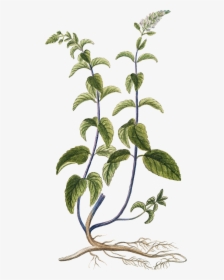 Pics Of Herbs - Free Botanical Herb Prints, HD Png Download, Transparent PNG