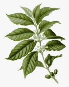 Coffee, Flower, Leaf, Leaves, Plant - Coffea Arabica, HD Png Download, Transparent PNG