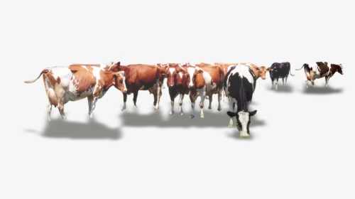 Calf Vector Cow Indian - Cow Herd Png, Transparent Png, Transparent PNG