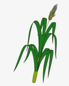 Drawing Of Wheat Plant, HD Png Download, Transparent PNG