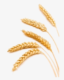 Transparent Barley Png - Compare Wheat And Barley, Png Download, Transparent PNG