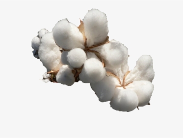 Cotton Png File Download Free - Png Cotton, Transparent Png, Transparent PNG
