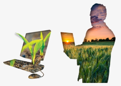 Grass, HD Png Download, Transparent PNG
