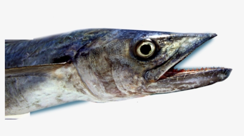 Deep Sea Mackerel Fishing - Pacific Saury, HD Png Download, Transparent PNG