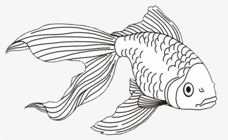 Gold Fish Png -goldfish Clipart Beta Fish - Fish Coloring Pages, Transparent Png, Transparent PNG