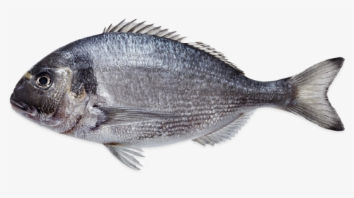 Sea Bream Farmed - Sole, HD Png Download, Transparent PNG