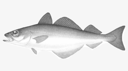 Fish That Eats Other Fish Grey, HD Png Download, Transparent PNG