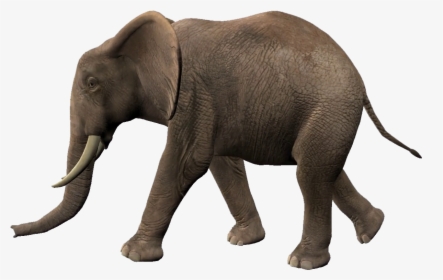 Elephants Png Transparent Image - Elephant Walking Animation, Png Download, Transparent PNG