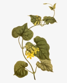Plant,flora,leaf - Creeper Botanical, HD Png Download, Transparent PNG
