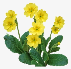 Primrose, Flower, Plant, Garden, Nature, Cut Out - Primrose Png, Transparent Png, Transparent PNG