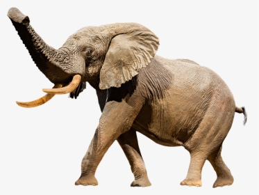 A Cutout Image Of Henry The Taxidermy Elephant - National Museum Of Natural History, HD Png Download, Transparent PNG