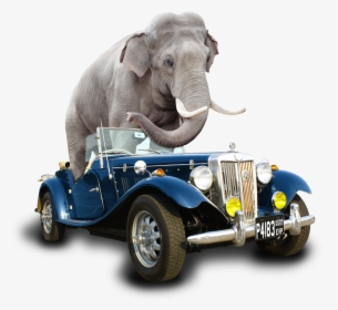 Car Elephant Fin - Indian Elephant, HD Png Download, Transparent PNG