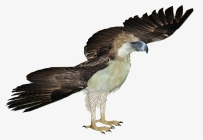 Philippine Eagle Png - Philippine Eagle White Background, Transparent Png, Transparent PNG