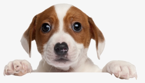 Thumb Image - Rescue Dog Png, Transparent Png, Transparent PNG