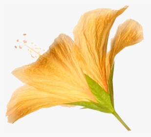 Hd Png Flower - Transparent Natural Flowers Png, Png Download, Transparent PNG
