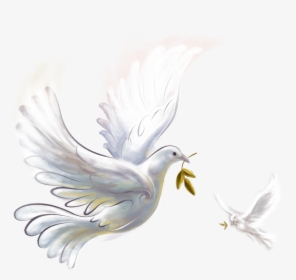 Pigeon Png - Peace Dove, Transparent Png, Transparent PNG