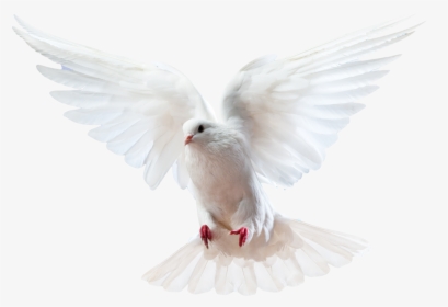 Columbidae Bird Doves As Symbols Domestic Pigeon - Holy Spirit Dove Png, Transparent Png, Transparent PNG