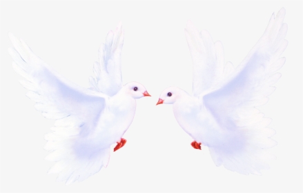 Pigeon Png Image Free Download - Международным Днем Семьи 15 Мая, Transparent Png, Transparent PNG