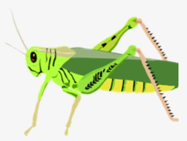 Grasshopper Clip Art, HD Png Download, Transparent PNG