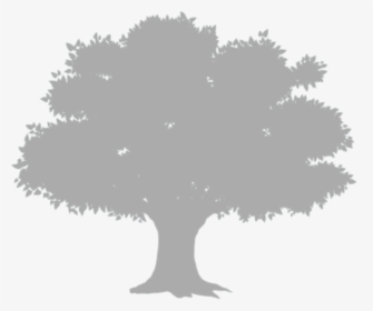 Trees Album Transprent Png - Tree Shadow Png, Transparent Png, Transparent PNG