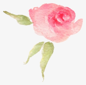 Pink Watercolor Flower Bud - Garden Roses, HD Png Download, Transparent PNG