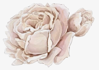 #watercolor #roses #flowers #floral #png #white - Hybrid Tea Rose, Transparent Png, Transparent PNG