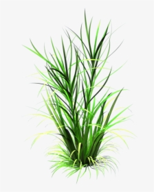 Sea Grass Clipart Grass Patch - Grass Leaf Transparent Background, HD Png Download, Transparent PNG