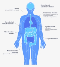 Impacts Of Diabetes On Health, HD Png Download, Transparent PNG