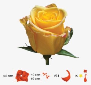 Garden Roses, HD Png Download, Transparent PNG