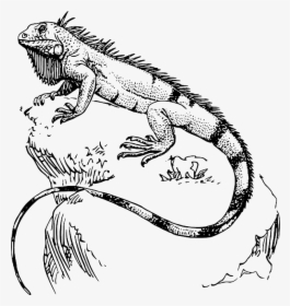 Iguana Para Pintar Art Tatt And Drawings - Iguana Drawing, HD Png Download, Transparent PNG