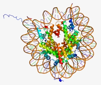 Protein Hist1h2ak Pdb 1aoi - Histone Modification, HD Png Download, Transparent PNG