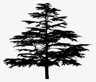 Unknown Tree Silhouette - White Pine, HD Png Download, Transparent PNG