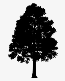 Fir Spruce Silhouette Leaf - Big Tree Silhouette Png, Transparent Png, Transparent PNG