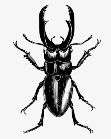 Ladybird Outline 25, Buy Clip Art - Beetle Drawing, HD Png Download, Transparent PNG