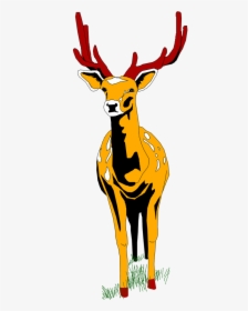 Stag Vector Wildlife - Deer Front View Cartoon, HD Png Download, Transparent PNG