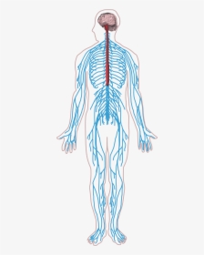 Thumb Image - Central Nervous System Drawing, HD Png Download, Transparent PNG