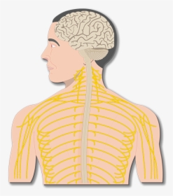 Transparent Nervous System Png - Diagram Main Organs Of The Nervous System, Png Download, Transparent PNG