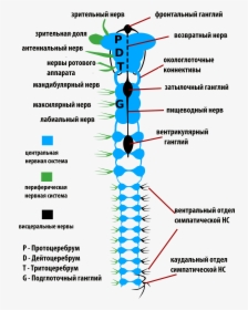 Insects Nervous System-rus - Nervous System Of Insects, HD Png Download, Transparent PNG