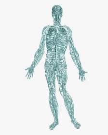 When Remove Trauma From The Body, It Helps Regulate - Nervous System Wallpaper Hd, HD Png Download, Transparent PNG