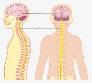 The Central Nervous System Consists Of The Brain And - Illustration, HD Png Download, Transparent PNG