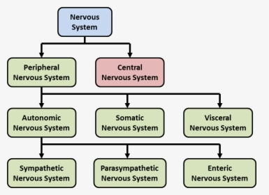 Components Of The Nervous System - Nervous System Types Diagram, HD Png Download, Transparent PNG