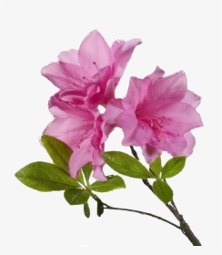 Free Flower Png - High Resolution Flower Png, Transparent Png, Transparent PNG