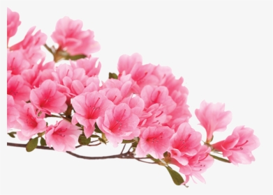 Azalea Flower Background White, HD Png Download, Transparent PNG