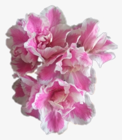 #flores #azalea #flowers #catarinazs - Peony, HD Png Download, Transparent PNG