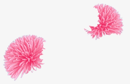 Chrysanths, HD Png Download, Transparent PNG