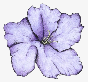 Lily, HD Png Download, Transparent PNG