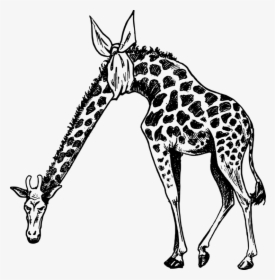 Giraffidae,line Art,wildlife - Pain In The Neck Giraffe, HD Png Download, Transparent PNG