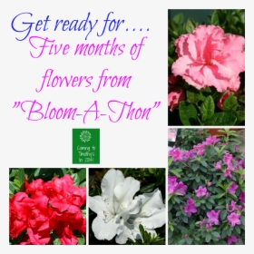 Bloom A Thon Azaleas - Evergreen Rose, HD Png Download, Transparent PNG