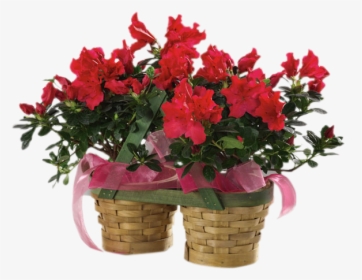 Azalea Plants, HD Png Download, Transparent PNG